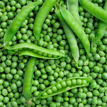 PEA PROTEINS