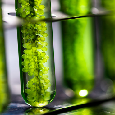 PLANT PROTEINS