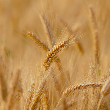 HYDROLYZED WHEAT PROTEINS